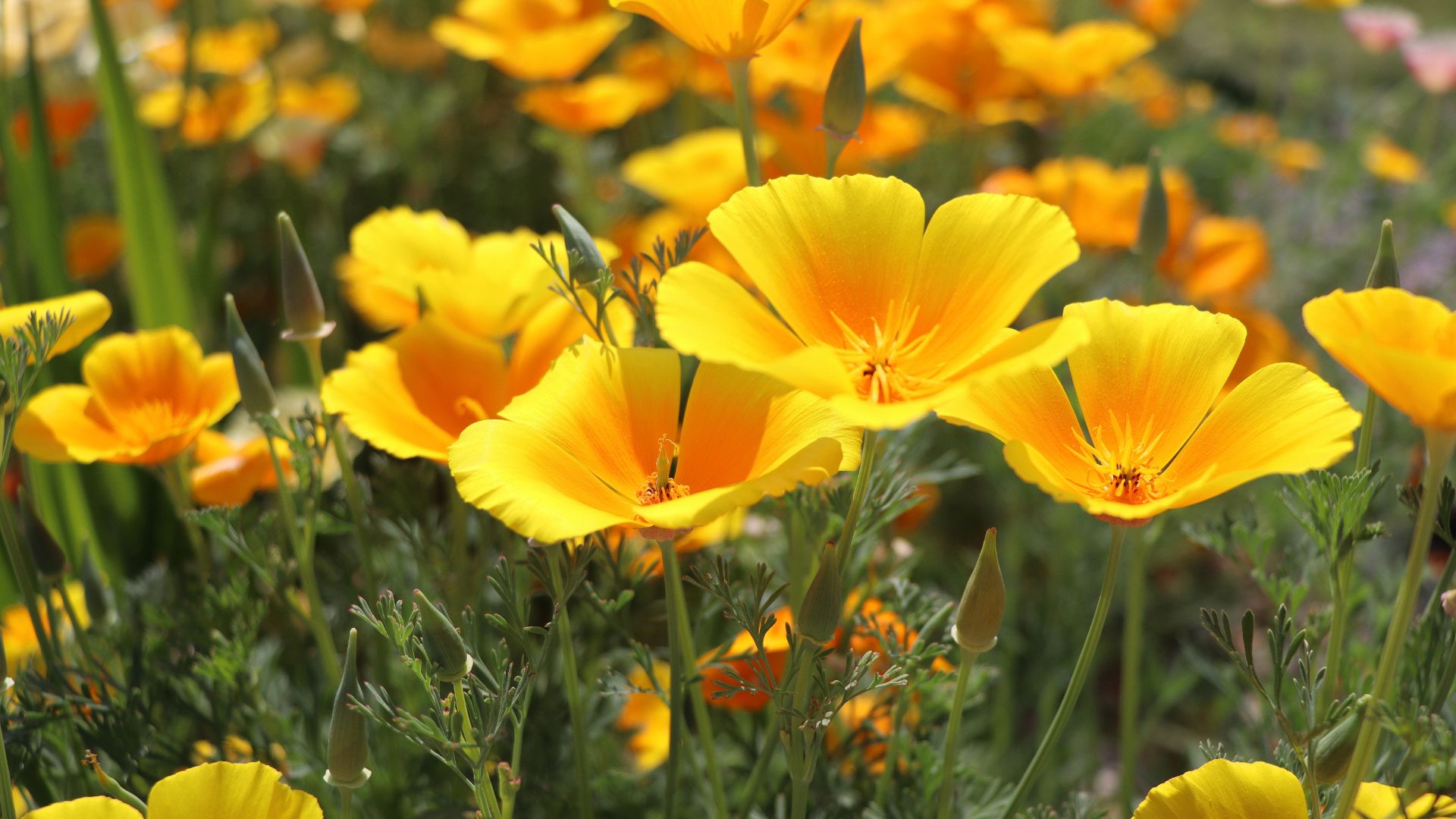 Summer backgroung. Flowers of eschscholzia californica or golden californian poppy, cup of gold, flowering plant in family papaveraceae .